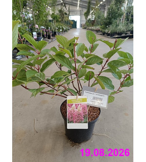 Hydrangea pan. 'Candlelight'® C 2,5 L